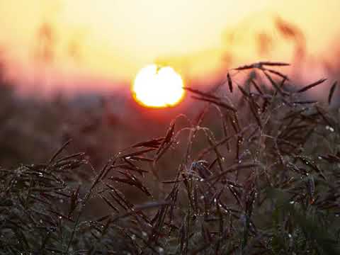 Giacomo Pellegrino - Drift Deeper Guest Mix 🇮🇹 [Atmospheric Dub Techno]