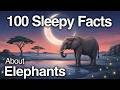 Slow Steady Elephant Facts For Restful Sleep