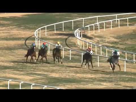 Turf Paradise Results