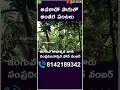 Avocado Cultivation Secrets From Expert Farmers Avocado Raithupanta Avocadocultivation