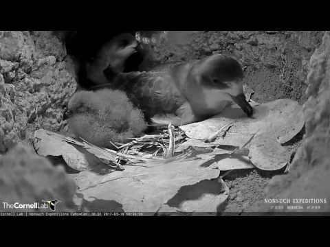 Both Bermuda Petrel Adults in the Burrow During a Midnight Switch (Edited) – Mar. 16, 2017
