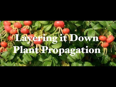 How You can Layer Plants to get More Plants: ABC acres- episode #120