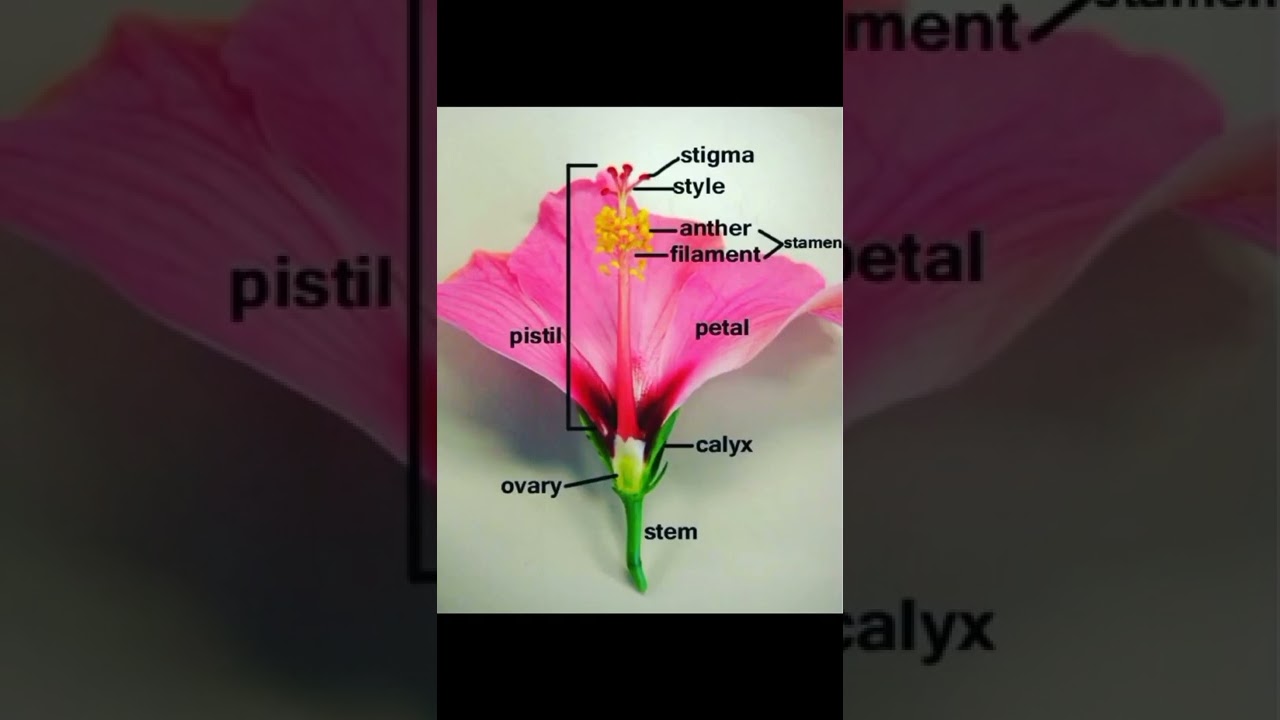 Parts of Flower | Sexual reproduction in Flowering Plants