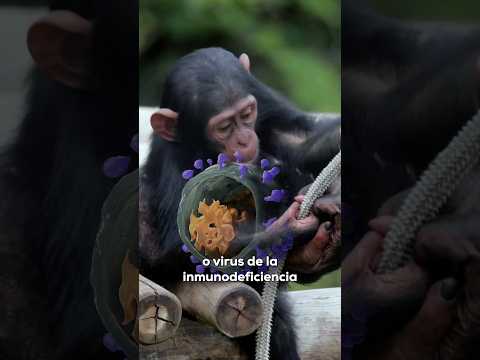 El primer ransomware de la historia apareció hace 35 años disfrazado como un disquete que compartía