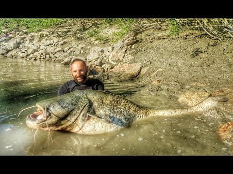INCREDIBLE HUGE CATFISH 8,5 FEET - 250 LBS - HD by VCL HD 2017