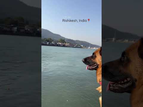 We are in Rishikesh today😍 what a beauty.. #shorts #dog #germanshepherd #rishikesh #travel