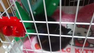 猫動画 ケージの中でじゃれあう子猫ちゃんたち よっぴぃ動画