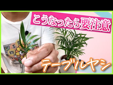 葉の先が茶色になるのはなぜですか？ 切ったらどうすればいいですか？