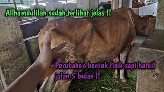 Download lagu Ciri-ciri sapi hamil menginjak usia 5 bulan, 99% nyata dan terbukti !! mp3