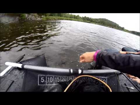 Perch Madness from Belly Boat with Mustad Hooks!