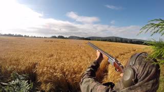 Pigeon Shooting over Barley
