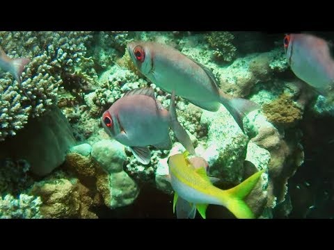 Incredible Life in the Red Sea Coral Reef | BBC Earth