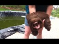 Funny Leaf Blower Dog Not GROW Related