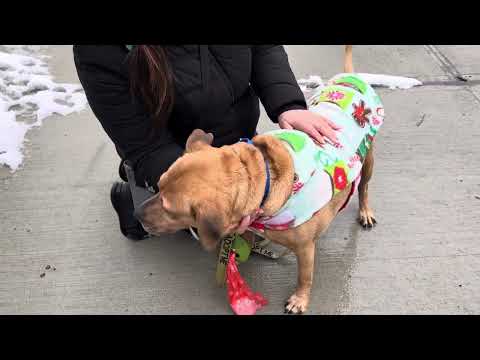 Olivia, an adoptable Boxer & Shepherd Mix in Long Beach, NY_image-1