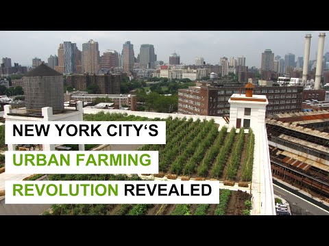 NYC Urban Farming Revolution: Inside the Most Innovative & Impactful Agriculture Projects
