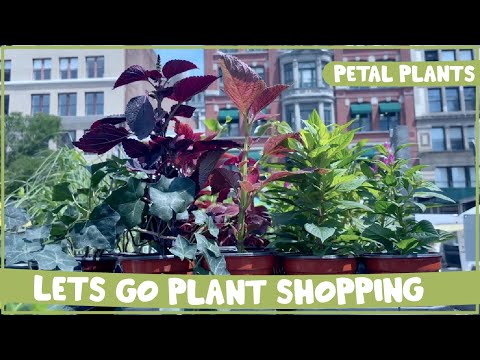 Let's Go PLANT SHOPPING! | Petal Plants at the Union Square Farmer's Market