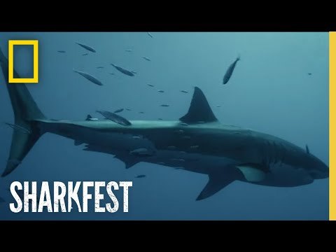 スカイ・シャークサメの監視｜シャークフェスタ｜ナショナルジオグラフィック (Sky Sharks: Shark Surveillance | SharkFest | National Geographic)