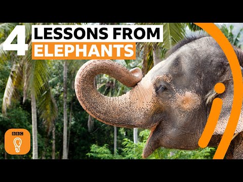 What elephants can teach us about life | BBC Ideas