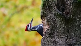 pic - mini court métrage