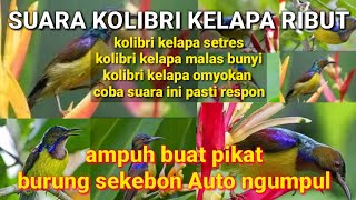 Download lagu SUARA PIKAT KORLAP RIBUT AMPUH BURUNG SEKEBON AUTO NGUMPUL || cocok juga buat terapi korlap setres mp3 Download lagu SUARA PIKAT KORLAP RIBUT AMPUH BURUNG SEKEBON AUTO NGUMPUL || cocok juga buat terapi korlap setres mp3
