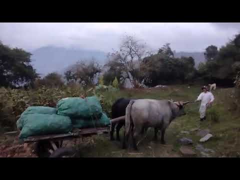 Alistando el Sagú en Quetame Cundinamarca. 