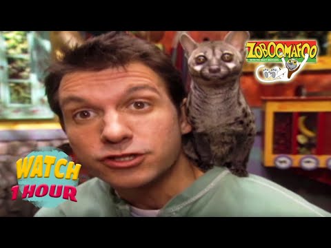🐘 Zoboomafoo with the Kratt Brothers! HD | Full Episodes Compilation 🐘