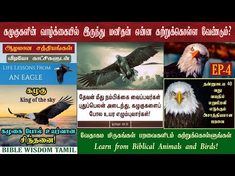 வேதாகமத்தில் பறவைகள் | EP 4 | கழுகு | Eagle in bible