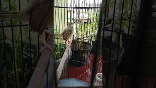 Download lagu sekali putar cigun bahan akan ikut gacor,cigun gacor pancingan cigun bahan mp3