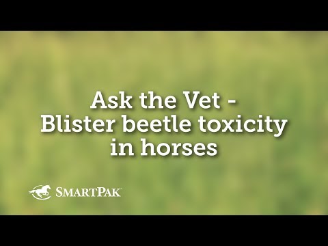 Ask the Vet - Blister beetle toxicity in horses