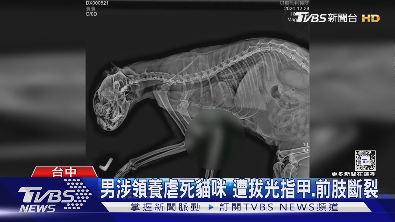 男涉領養虐死貓咪 遭拔光指甲、前肢斷裂