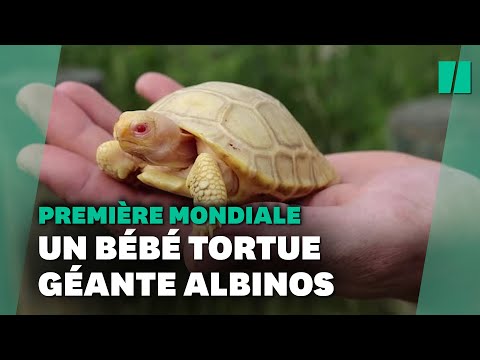 Albino Galapagos Tortoise Hatches At Switzerland’s Tropiquarium of Servion