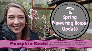 Spring Flowering Bonsai Update - Prunus, Quince & Forsythia