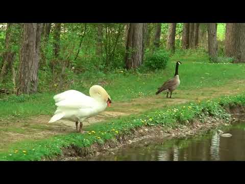 Swan attacks a Canadian Goose, Widescreen