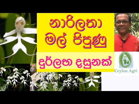 නාරිලතා මල් පිපුණු දුර්ලභ දසුනක්- Ceylon Agri | Episode 37