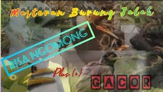 Download lagu Masteran suara burung jalak bisa ngomong,denger pasti ikutan bicara plus gacor.. mp3