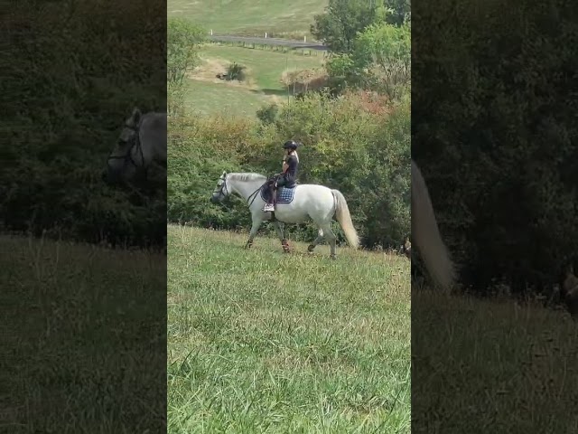 Ponette &agrave; vendre