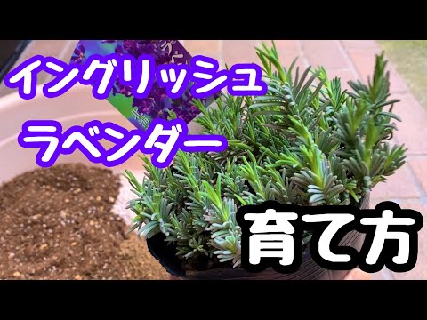 アメリカンラベンダーヘザー 植物