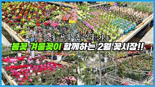 꽃시장은 벌써 봄꽃들로 난리가 났네요!! 겨울꽃 봄꽃이 함께있는 2월초 꽃시장 투어!!