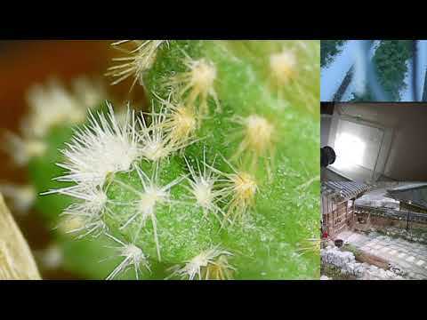 仙人掌針狀葉