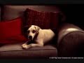 Wishbone
