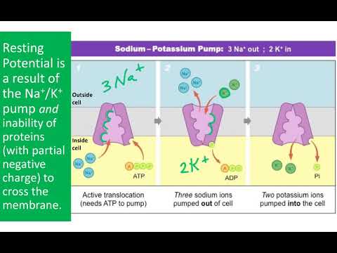 Nervous System, Part 3