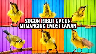 Download lagu Terapi sogon malas bunyi‼️ Pancingan sogon agar emosi mp3 Download lagu Terapi sogon malas bunyi‼️ Pancingan sogon agar emosi mp3
