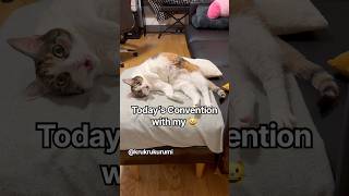 Today’s conversation with my 😺 #cat #katze #cats #funny #catvideos #cute #ねこ #funnycats #catshorts