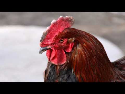 Chabelo hernandez - en nuestro pais honduras la sangre sigue corriendo