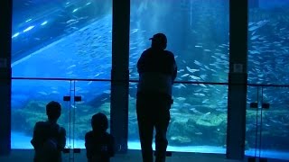 Pharoah Sanders Quartet - Misty