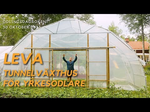 Tunnelväxthuset som kan bli 100m x 7,5m = 750kvm stort - Odlingsdagboken 30 oktober 2023