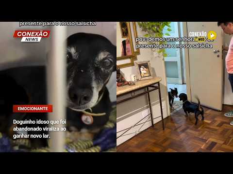 Vídeo: Doguinho idoso que foi abandonado viraliza ao ganhar novo lar.
