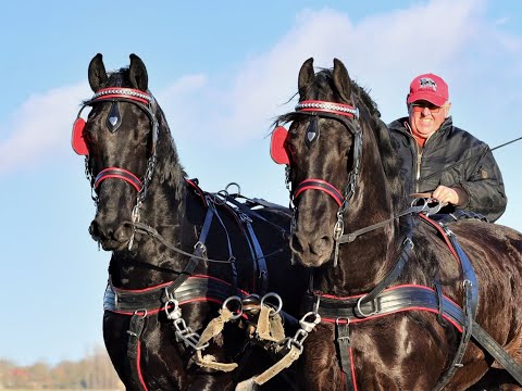 Pair of Geldings L: Erik & R: Baron