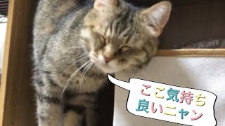 今日は、ニャンだか首がかゆいニャン🐈