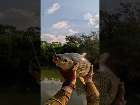 FERRADA BRUTA! A Piapara Gigante da Corredeira do Rio dos Bois Deu Show e Voltou Pra Vida!🎣❤️